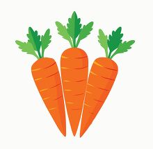 organic carrots each with leafy green tops