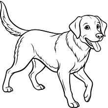 Outline drawing of a friendly Labrador Retriever standing alert