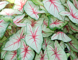 Beautiful caladium with vibrant pink and green leaves