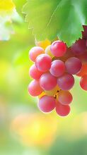 bunch of red and yellow grapes hanging beneath lush green leaves