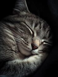 close up of a gray tabby cat peacefully sleeping