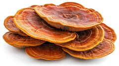 detailed image of reishi mushrooms