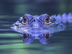 eyes of an alligator pierce the waters surface as it floats stea