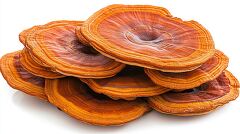 group of reishi mushrooms with a reddish brown color