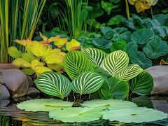 In a vibrant wetland setting, lush green calathea plants and whimsical water lilies flourish. Their unique shapes and colors adorn a tranquil pond, surrounded by rich grasses.