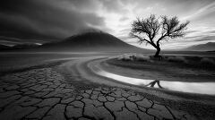 A lone tree stands resilient against a dramatic sky, surrounded by cracked earth and a winding path. Reflections in the shallow water enhance the serene atmosphere at dusk.