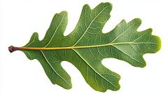 single green oak leaf with pronounced veins on a white background