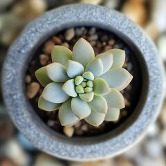 A small succulent plant is centered in a gray pot, showcasing its unique leaf arrangement. Pebbles surround the base, creating a natural aesthetic. Ideal for indoor decoration.