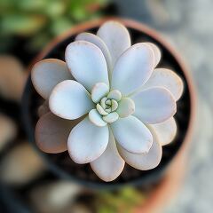 Small Succulent Plant Viewed From Above in a Pot