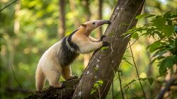 southern tamandua climbs a tree