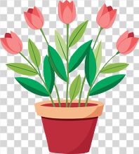 pink tulips with green leaves