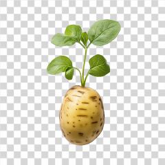 Potato With Green Shoots Growing in a Natural Setting