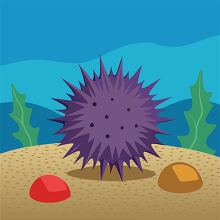 purple sea urchin resting on the ocean