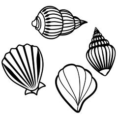 set of four line drawn seashells including two spiral shells and