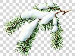 Snow Covered Spruce Branch in a Serene Winter Setting