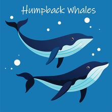 two whales swimming side by side underwater with text humpback w