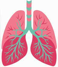 vector image depicting the human lungs