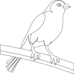 yellow canary bird black white outline clipart