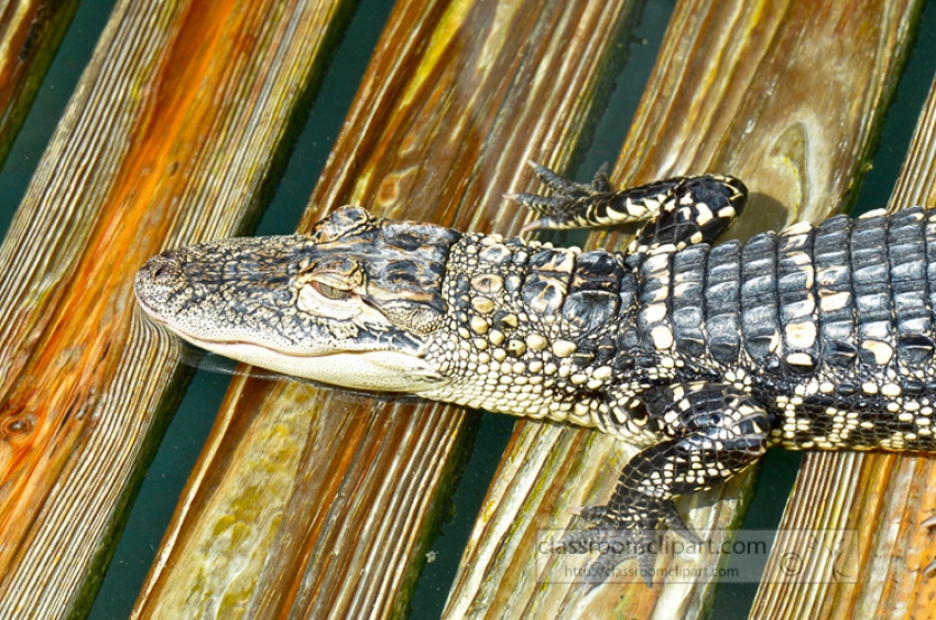 american alligator bellowing softly