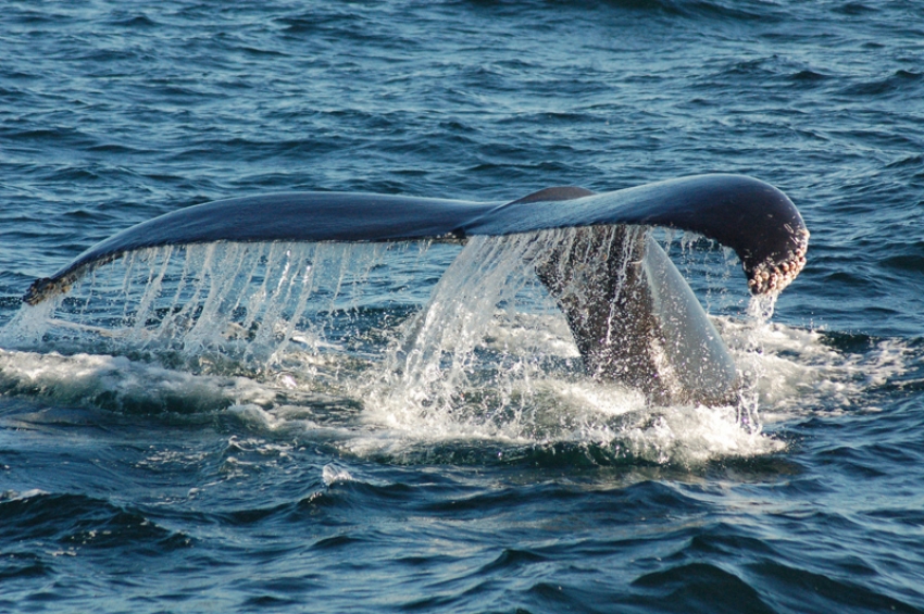 audio of whale blow