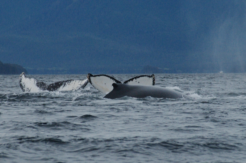 audio of whale blow