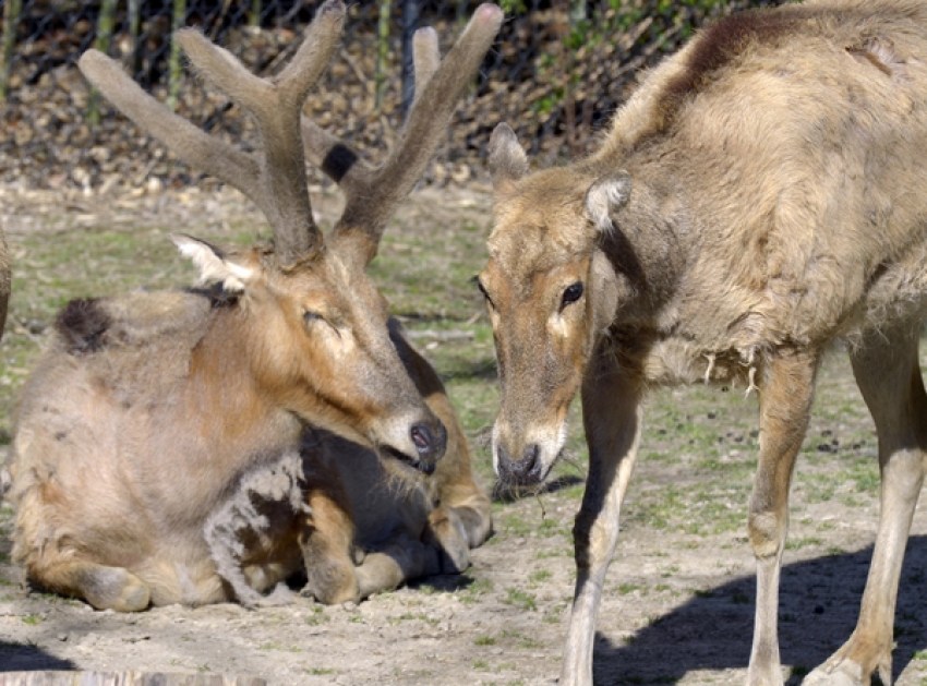 elk bugle or bellow sound