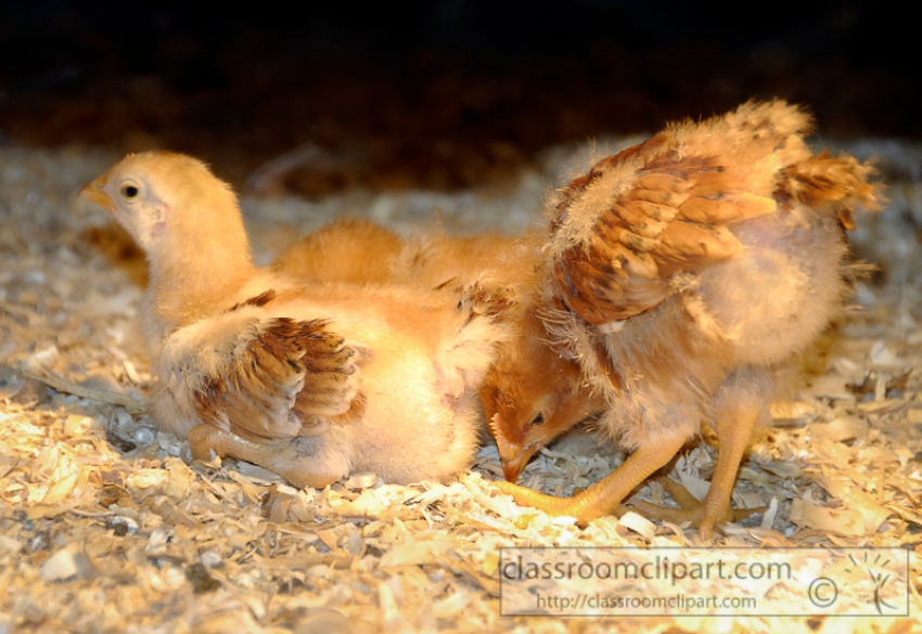 flicker chicks feeding