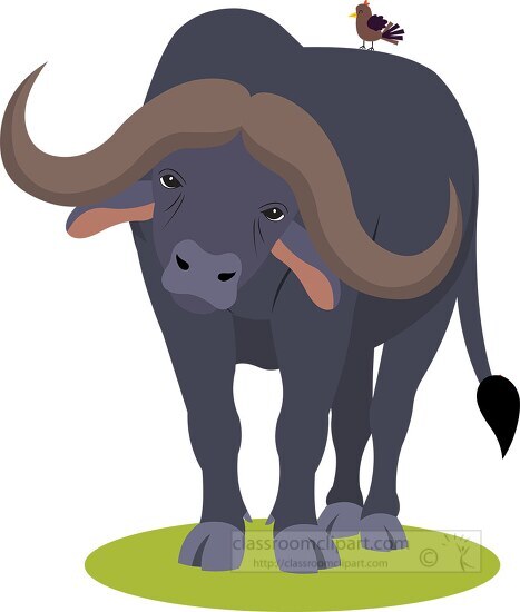 african cape buffalo with bird on its back clipart