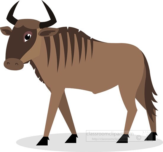 african wildebeest standing