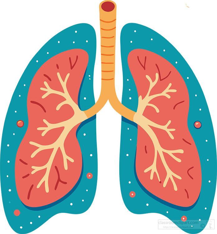 anatomical illustration of human lungs