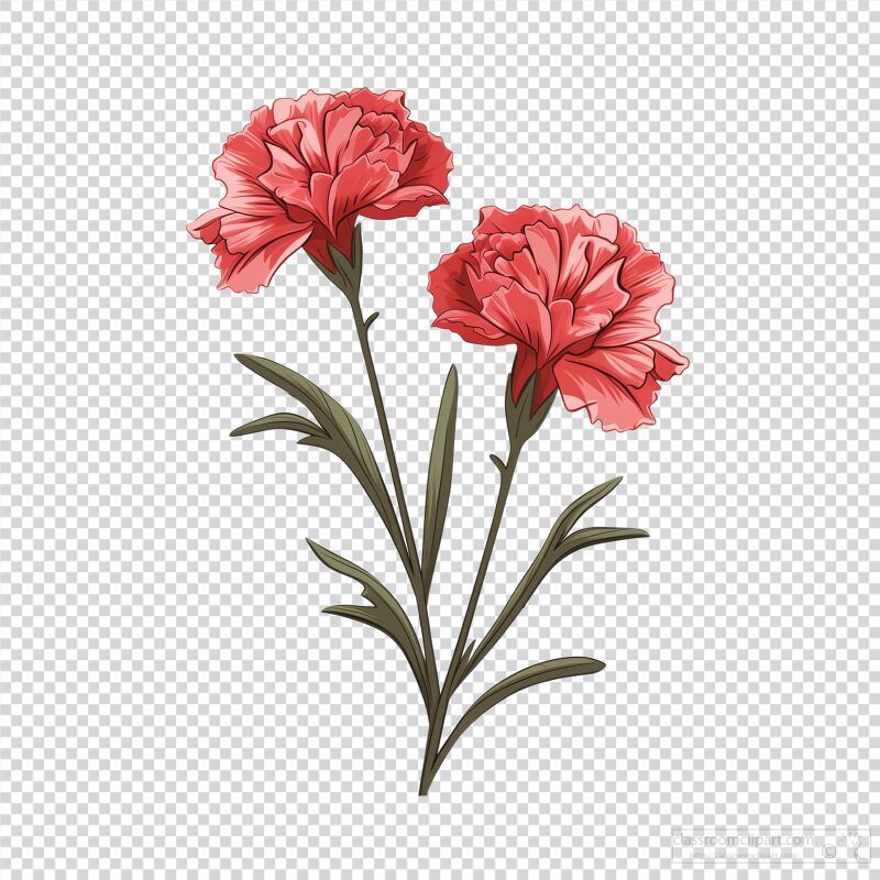 Beautiful Carnation Flowers With Green Leaves Vector Design