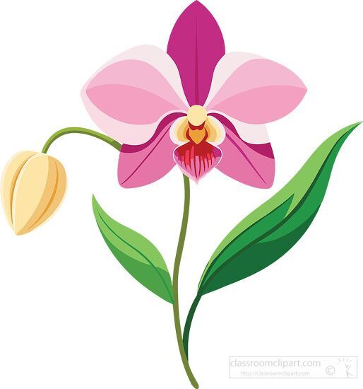 beautiful orchid with white petals and a flower bud