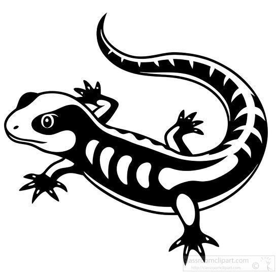 black and white salamander with unique stripe patterns