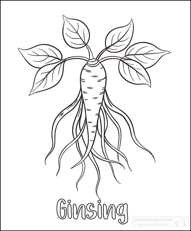 black outline of stylized drawing of a ginseng plant