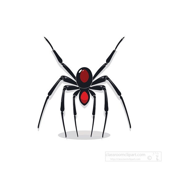 black widow spider vector