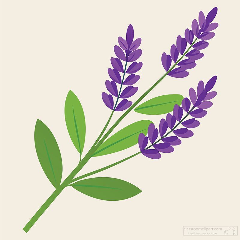 botanical drawing of a lavender plant in bloom