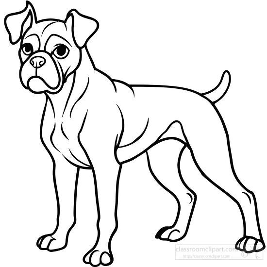 boxer dog standing with short tail black outline