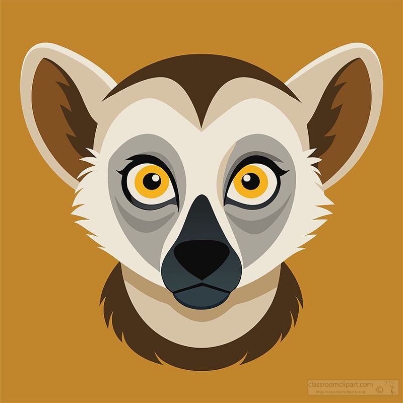 brown and white lemur face with big eyes