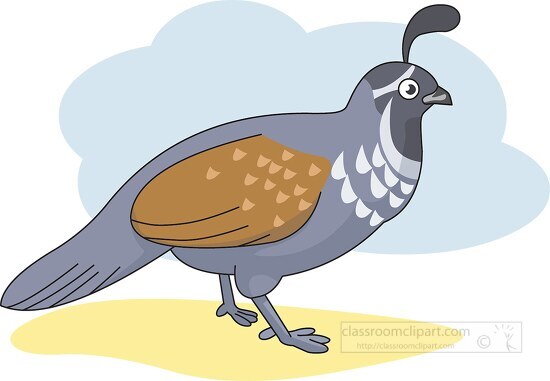 california quail