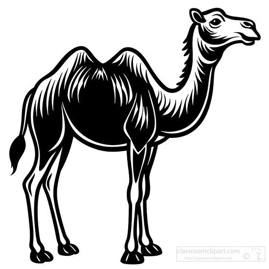 Camel line art showing detailed features