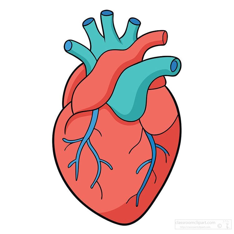 colorful illustration of the human heart