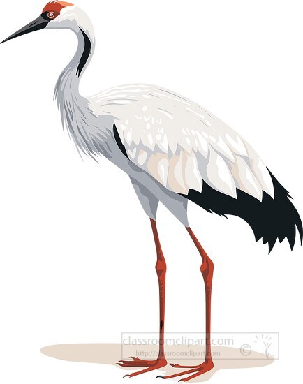 crane bird with distinctive bill