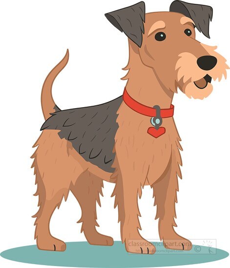 cute brown pet english terrier with a red collar