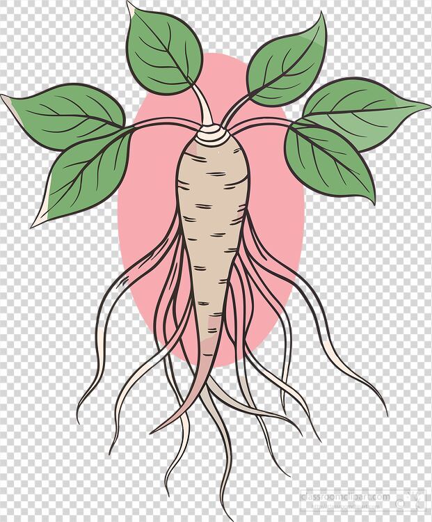 illustration of a stylized drawing of a ginseng plant with distinct roots tranparent