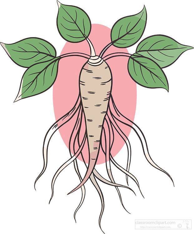 drawing of a ginseng plant with distinct roots tranparent