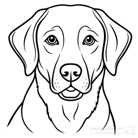 face of Labrador Retriever in black and white