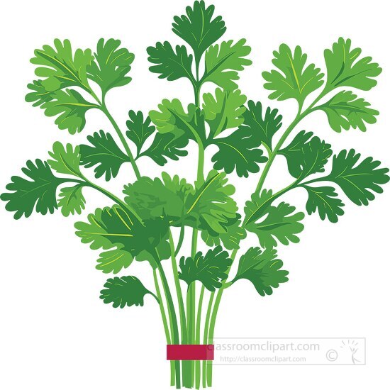 fresh bunch of green cilantro