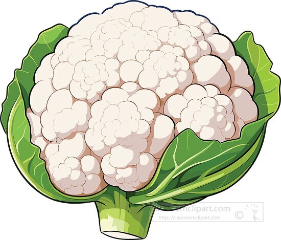 freshly picked cauliflower