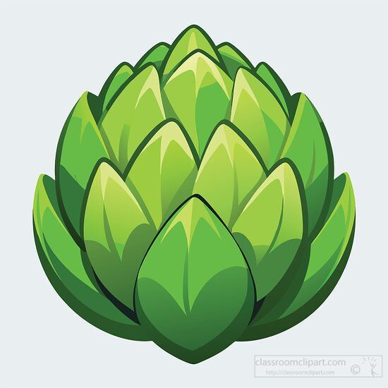 fully grown freshly picked green artichoke with detailed leaves