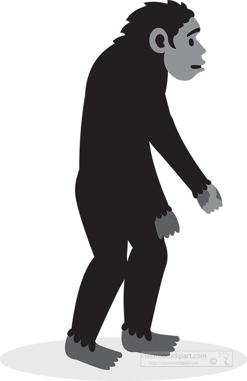 great apes primates clipart gray color clip art